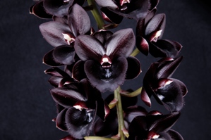 Fredclarkeara Midnight Depth Sunset Valley Orchids AM/AOS 87 pts.